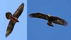 Salzburg umgebung) und haben einen kurzen, rundlich gefächerten stoß. Hoch Uber Den Alpen Bartgeier Oder Steinadler Simplyscience