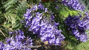 Image result for Jacaranda mimosifolia