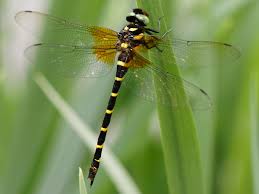 Image result for Nidorella pinnata