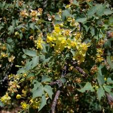 Image result for Berberidaceae