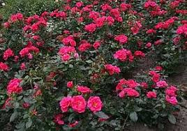 Rose Gartenfreund Im Beet Fotonachweis W Kordes Sohne Garten Gartenbau Rosen