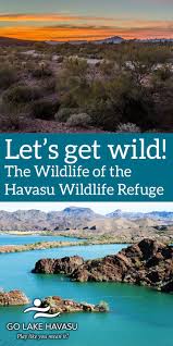 The Wildlife Of The Havasu National Wildlife Refuge Lake Havasu City Arizona Lake Havasu City Lake Havasu