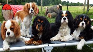 Cavalier king charles spaniel pictures. Eifelkids Cavaliere Cavalier King Charles Spaniel Ausgezeichnet Zucht Aus Bremen