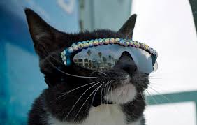 The beloved children's storybook character, pete the cat, and his friends, on an adventure with his magic sunglasses! The Coolest Cat In Town Adorable Feline Wears Sunglasses Because Of Eye Condition Attracting Thousands Of Fans Caters News Agency