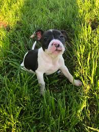 Pet of the week jubilee a female american pit bull terrier mix. Got Myself My First Pitbull Pup F Advice For New Pitbull Owners Pitbulls