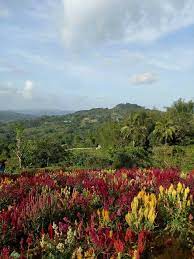 Called As The Little Amsterdam Of Cebu Sirao Garden Farm Is The Most Visited Tourist Spot In Cebu During 2015 Tourist Spots Natural Landmarks Farm Gardens