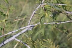 Image result for Acacia fleckii