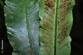 Image result for Asplenium inaequilaterale
