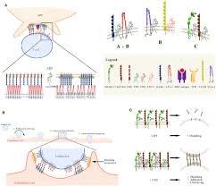 (must clear cd's 2, 3, and 4) first time clear reward: Frontiers Tetraspanin Cd9 A Key Regulator Of Cell Adhesion In The Immune System Immunology