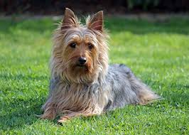 The silky terrier is known for their long, silky coat, which is beautiful but requires some maintenance. Silky Terrier Facts Pictures Price And Training Dog Breeds