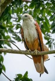 Birds Of Prey Pictures And Names Pin By Chin Chen On Bird Colorful Birds Birds Of Prey Beautiful Birds