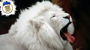 15 Rarest Amp Critically Endangered Animals On Earth Endangered Animals Rare Animals Animals