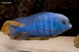 In 1989, eccles and trewavas gave it their own family name cyrtocara, in which it also resides as the only one. Cyrtocara Moorii Blue Dolphin Cichlid Aquainfo