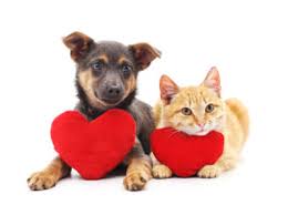 Maybe you would like to learn more about one of these? Safe Place For Pets