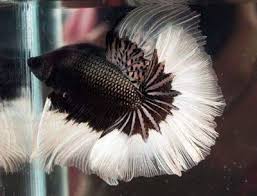 Dan anakan cupang half moon. Halfmoon Black White Rim Ikan Cupang Ikan Betta