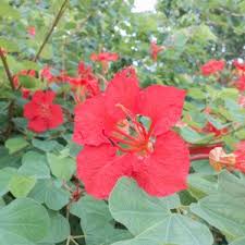 Image result for Tetradenia galpinii