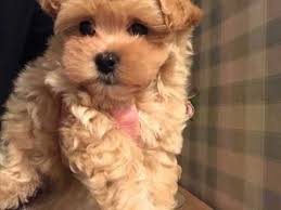 800 Reduced Boy Maltipoo Puppy Wakefield West Yorkshire Pets4homes In 2020 Maltipoo Puppy Responsible Dog Owner Dog Breeder