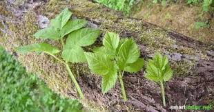 Giersch Essen Statt Bekampfen Rezepte Fur Pesto Suppe Limo Und Mehr Mit Bildern Giersch Essbare Pflanzen Krauter Pflanzen
