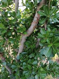 Image result for Manilkara mochisia