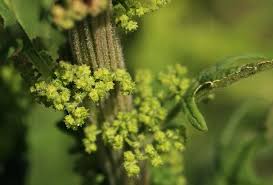 Image result for Dysphania schraderiana