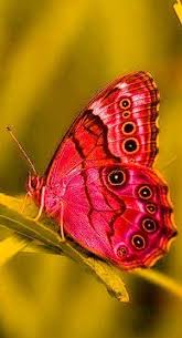 Black And White Striped Butterfly With Red Dots Red Butterfly In 2020 Butterfly Species Beautiful Butterflies Butterfly Photos