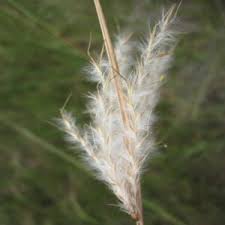 Image result for Andropogon festuciformis