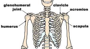 The cervical spine is responsible for several crucial roles, including. Diagram Of Bones In Neck And Shoulder Bones Of The Shoulder Best Ortho Doctor In Bangalore The Two Bones Of The Shoulder The Clavicle And The Scapula Comprise The Pectoral Girdle