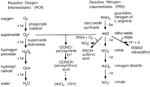 Manfred beer list of a.t.o.m. Reactive Oxygen And Nitrogen Intermediates In The Relationship Between Mammalian Hosts And Microbial Pathogens Pnas