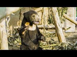 Orphan Sun Bear Gets A New Chance At Life Bears About The House Bbc Earth Youtube In 2020 Endangered Tigers Bear Bear Cubs