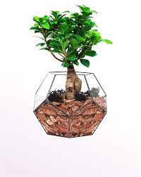Unutulmaması gereken bir nokta da yaprak dökümünden sonra besin mutlaka kesilmelidir. Akilli Saksida Zelkova Bonsai Www Cicekgaraj Com