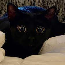 Black kitten with big eyes. Big Eyes Big Eyes Black Kitten Kitten