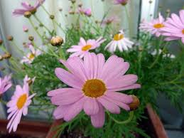 *rarest daisy flowers* thank you for watching! Five Common Types Of Daisies Dengarden