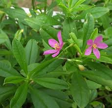 Image result for Talinum tenuissimum