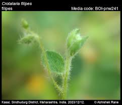 Image result for Crotalaria phyllostachys