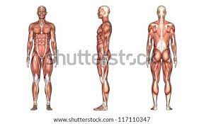 Anatomy charts are visual depictions of the human body. Red Scarlet Anatomy Overlay Chart The Human Skeleton Laminated Anatomy Chart Bones Pinterest Human Skeleton Skeletons And Anatomy Fitness And Health Charts