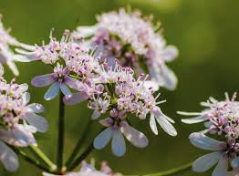 Image result for Coriandrum