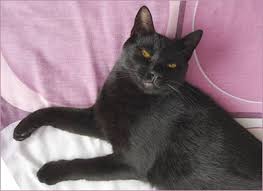 Please check back often, as this list will change frequently! Black Cats Top Ten Reasons To Adopt A Black Cat Cat Chat