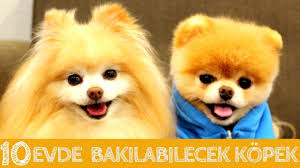 Evde Ve Apartmanda Bakilabilecek 10 Zeki Kopek Cinsi Kopek Dog Evdebakilacakkopekler Youtube