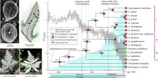 Image result for Sinopteridaceae