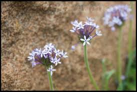 Image result for Pentanisia prunelloides
