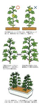 オクラづくり ｊａ御殿場