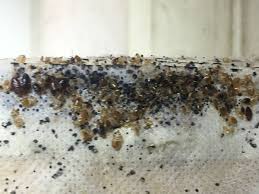 The main difference is the color. How To Get Rid Of Bed Bugs Fast Permanently The Ultimate Guide 2021