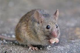 1175 westinghouse dr hot springs, ar 71513. American Termite Pest Control Rodents Hot Springs