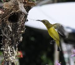 Burung kutilang merupakan burung yang banyak diminati oleh pecinta burung ada beberapa alasan mengapa burung ini banyak digemari oleh pecinta burung untuk membantu burung kutilang agar cepat gacor atau rajin bunyi anda perlu memberikan makanan yang berkualitas apa saja makanan itu? Orang Ulu Lun Bawang Dan Agama Kristian Buek Tang Arang Gawa