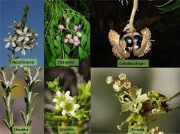 Image result for Rutaceae