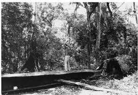 Image result for Pterygota mildbraedii