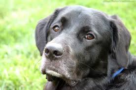 How do you spell dog. Can Your Dog Spell Words I Think Mine Can The First Time Dog Owner Guide