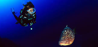 Vous pouvez donc venir plonger et ce jusqu'au mois d'octobre. Plongee Corse Du Sud Pianottoli Diving Accueil