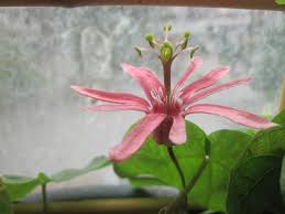 Image result for Passiflora sanguinolenta