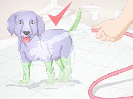 This is because this calls for the bleaching of the hair. How To Dye Your Dog S Hair With Kool Aid 9 Steps With Pictures